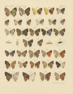 Pamono Piepers & Snellen, The Rhopalocera of Java, 1908, Set of 3
