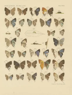 Pamono Piepers & Snellen, The Rhopalocera of Java, 1908, Set of 3