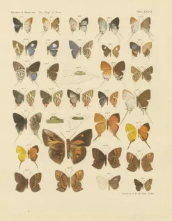 Pamono Piepers & Snellen, The Rhopalocera of Java, 1908, Set of 3