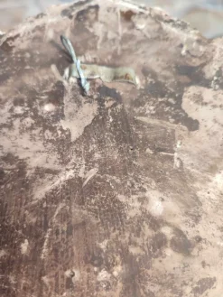 Pamono Pre-War Hunting Painting, 1920s, Plaster><noscript><img width=