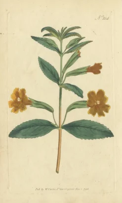 Pamono Purple Jacob's Ladder, Golden Monkeyflower and Red Kangaroo Paw Prints, 1797, Print><noscript><img width=