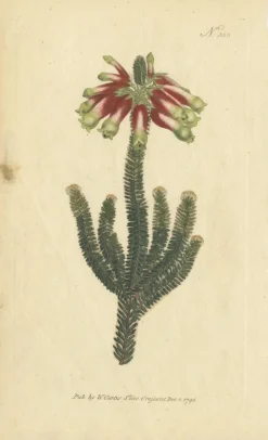 Pamono Purple Jacob's Ladder, Golden Monkeyflower and Red Kangaroo Paw Prints, 1797, Print><noscript><img width=