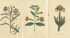 Pamono Purple Jacob's Ladder, Golden Monkeyflower and Red Kangaroo Paw Prints, 1797, Print><noscript><img width=