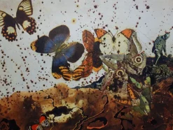 Hot Pamono Salvador Dali, Auvergne, Butterfly Suite, Original Lithograph