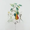 Outlet Pamono Salvador Dali, Don Quixote Pear from Flordali Suite, 1969, Lithograph with Drypoint Etching