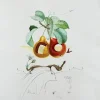 Pamono Salvador Dali, Holed Fruit from Flordali Suite, 1969, Lithograph with Drypoint Etching> Surrealist|Prints & Multiples