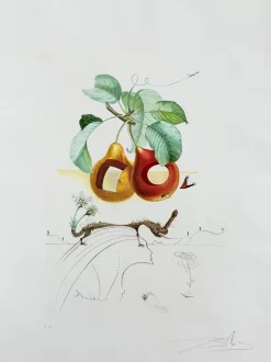 Pamono Salvador Dali, Holed Fruit from Flordali Suite, 1969, Lithograph with Drypoint Etching> Surrealist|Prints & Multiples