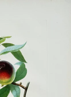 Pamono Salvador Dali, Penitent Peach Tree from Flordali Suite, 1969, Lithograph with Drypoint Etching> Surrealist|Prints & Multiples