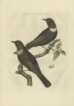 Sale Pamono Sepp & Nozeman, Ring Ouzel, 1797, Paper