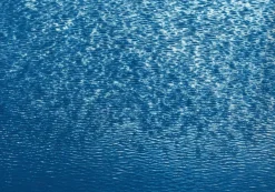 Pamono Serene Cove Waters, 2020, Cyanotype> Minimalist