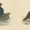 Pamono Set of 2 Illustrations of a Black Grouse and Red Grouse> Posters