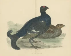 Pamono Set of 2 Illustrations of a Black Grouse and Red Grouse> Posters