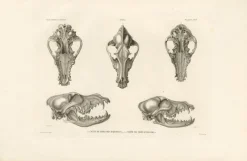 Pamono Skulls of an Eskimo Dog and the Icelandic Sheepdog, 1842, Paper> Work On Paper