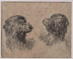 Outlet Pamono Stefano Della Bella, Camel Study, Original Etching, 1640s, Framed