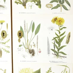 Pamono Swedish Modern Cabinet with Nordens Flora Illustrations by C.A.M Lindman, 1940s><noscript><img width=