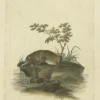 Pamono The Otters Catch A Masterpiece Engraving from Johann Daniel Meyer, 1750, Print> Posters
