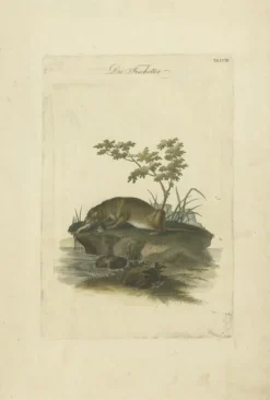 Pamono The Otters Catch A Masterpiece Engraving from Johann Daniel Meyer, 1750, Print> Posters