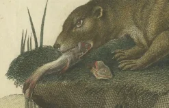 Pamono The Otters Catch A Masterpiece Engraving from Johann Daniel Meyer, 1750, Print><noscript><img width=