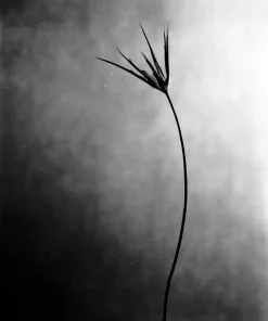 Clearance Pamono Ugne Pouwell, Cornuta No.2, 2025, Photo Paper, Edition 10