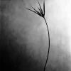 Online Pamono Ugne Pouwell, Cornuta No.2, 2025, Photo Paper, Edition 20