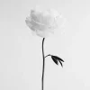 Discount Pamono Ugne Pouwell, Peony No.13, 2025, Photo Paper, Edition 20