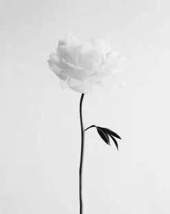 Pamono Ugne Pouwell, Peony No.13, 2025, Photo Paper, Edition 10> Photography
