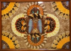 Pamono Vintage Brazilian Inlaid Wood Tray with Real Morpho Butterfly Wings> Trays