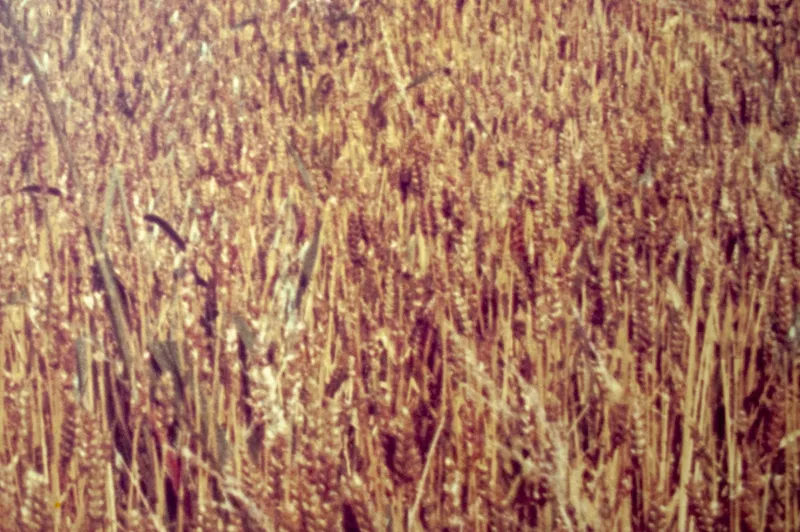 Pamono Vintage Italian La Collina Print by Luigi Ghirri for A. Villani & Figli, 1976
