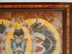 Pamono Vintage Morpho Butterfly Tray, 1940s><noscript><img width=