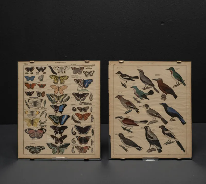 Clearance Pamono Vintage Poster with Butterflies and Snappers by C. Susemihl & Sohn for Okens Publishing House, 1960s, Set of 2