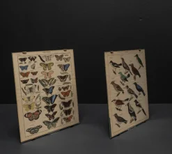 Clearance Pamono Vintage Poster with Butterflies and Snappers by C. Susemihl & Sohn for Okens Publishing House, 1960s, Set of 2