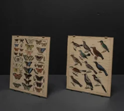 Clearance Pamono Vintage Poster with Butterflies and Snappers by C. Susemihl & Sohn for Okens Publishing House, 1960s, Set of 2