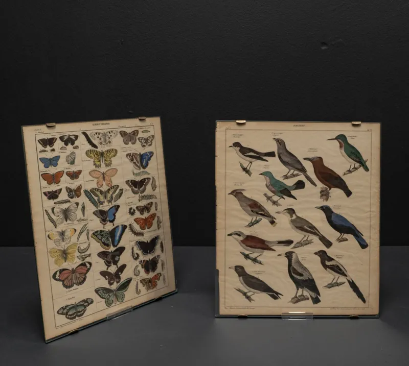 Clearance Pamono Vintage Poster with Butterflies and Snappers by C. Susemihl & Sohn for Okens Publishing House, 1960s, Set of 2