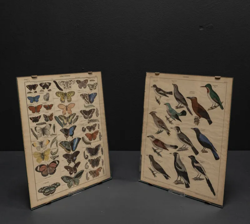 Clearance Pamono Vintage Poster with Butterflies and Snappers by C. Susemihl & Sohn for Okens Publishing House, 1960s, Set of 2