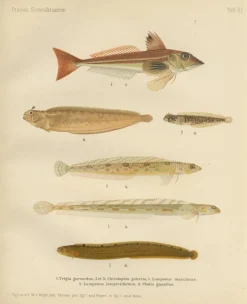 Pamono Wilhelm von Wright and C. Erdmann, Gurnard, Butterfish, Blenny and Eelpout, 1895, Lithograph on Paper> Work On Paper