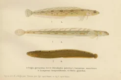 Pamono Wilhelm von Wright and C. Erdmann, Gurnard, Butterfish, Blenny and Eelpout, 1895, Lithograph on Paper> Work On Paper