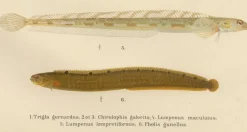 Pamono Wilhelm von Wright and C. Erdmann, Gurnard, Butterfish, Blenny and Eelpout, 1895, Lithograph on Paper><noscript><img width=
