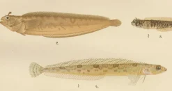 Pamono Wilhelm von Wright and C. Erdmann, Gurnard, Butterfish, Blenny and Eelpout, 1895, Lithograph on Paper><noscript><img width=