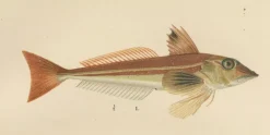 Pamono Wilhelm von Wright and C. Erdmann, Gurnard, Butterfish, Blenny and Eelpout, 1895, Lithograph on Paper><noscript><img width=