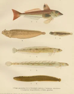 Pamono Wilhelm von Wright and C. Erdmann, Gurnard, Butterfish, Blenny and Eelpout, 1895, Lithograph on Paper><noscript><img width=