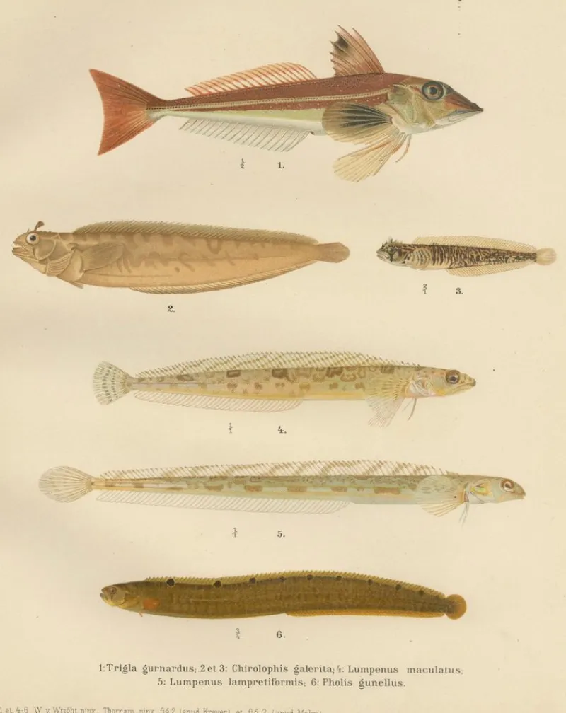 Pamono Wilhelm von Wright and C. Erdmann, Gurnard, Butterfish, Blenny and Eelpout, 1895, Lithograph on Paper> Work On Paper