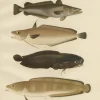 Pamono Wilhelm von Wright and C. Erdmann, Hake, Blue Ling, Tadpole Fish, and Cod, 1895, Lithograph on Paper> Work On Paper