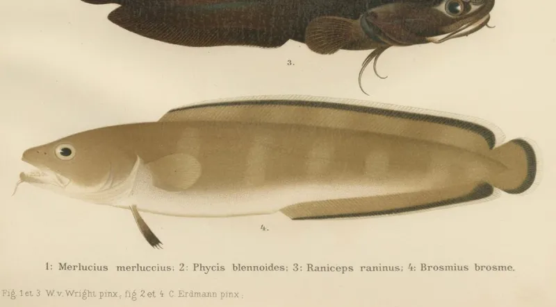 Pamono Wilhelm von Wright and C. Erdmann, Hake, Blue Ling, Tadpole Fish, and Cod, 1895, Lithograph on Paper> Work On Paper