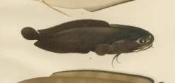 Pamono Wilhelm von Wright and C. Erdmann, Hake, Blue Ling, Tadpole Fish, and Cod, 1895, Lithograph on Paper><noscript><img width=