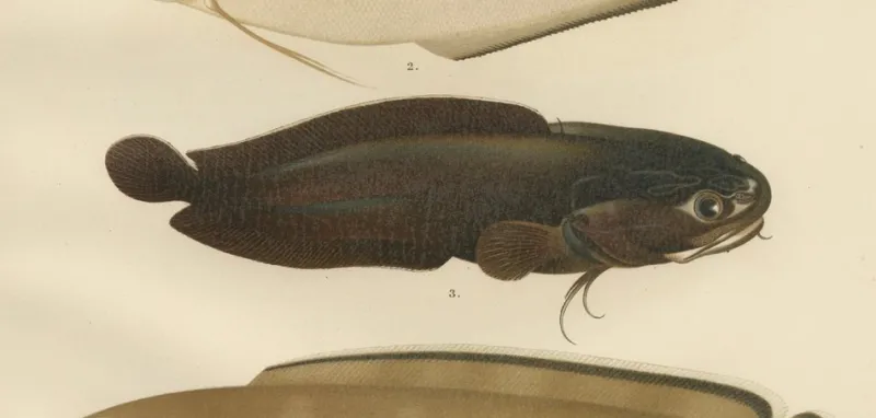 Pamono Wilhelm von Wright and C. Erdmann, Hake, Blue Ling, Tadpole Fish, and Cod, 1895, Lithograph on Paper> Work On Paper
