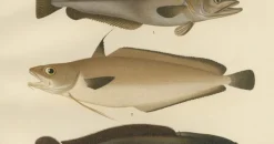 Pamono Wilhelm von Wright and C. Erdmann, Hake, Blue Ling, Tadpole Fish, and Cod, 1895, Lithograph on Paper><noscript><img width=