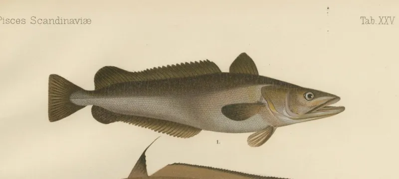 Pamono Wilhelm von Wright and C. Erdmann, Hake, Blue Ling, Tadpole Fish, and Cod, 1895, Lithograph on Paper> Work On Paper
