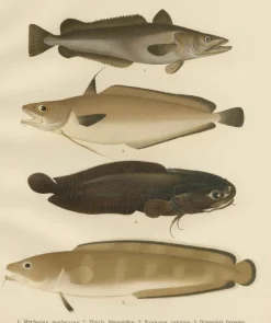 Pamono Wilhelm von Wright and C. Erdmann, Hake, Blue Ling, Tadpole Fish, and Cod, 1895, Lithograph on Paper><noscript><img width=