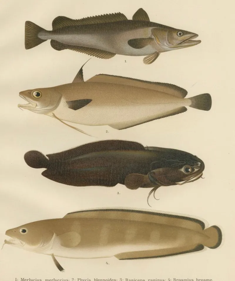 Pamono Wilhelm von Wright and C. Erdmann, Hake, Blue Ling, Tadpole Fish, and Cod, 1895, Lithograph on Paper> Work On Paper