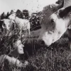 Online Pamono Woman and Cow, 1955, Original Vintage Black & White Photograph